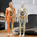 The Human Body - O Esqueleto Humano Infantil Para Aprendizado - Mega Promoção + Frete Grátis Hoje